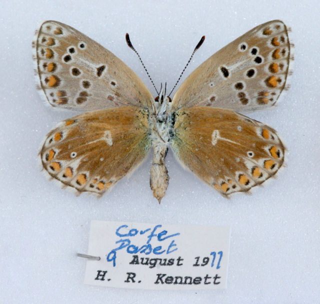 Lysandra bellargus (verso adonis butterfly aberration) (Internet Image property of respective owner, non-commercial use only)